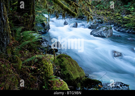 Dieses schöne Natur-Bild ist ein Pacific Northwest Wald mit einem Fluss durchquert über Felsen mit viel Moos hängen. Stockfoto