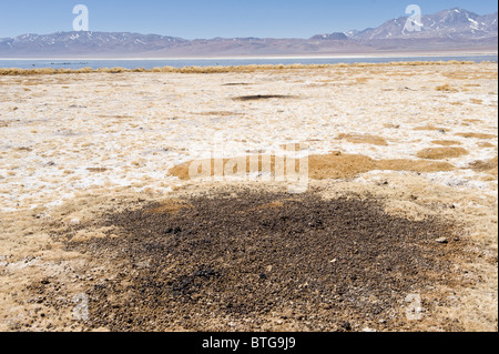 Vicuña (Vicugna Vicugna) kommunale Dung Stapel Nähe der Laguna Santa Rosa Parque Nacional Nevado Tres Cruces Anden Chile Stockfoto