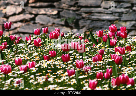 Tulpe Garten vor Steinmauer Stockfoto