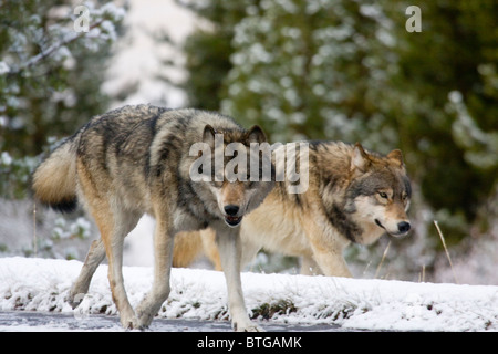 Wilden grauen Wölfe laufen zusammen - wirklich wild (non-Captive) Wolf Foto Stockfoto