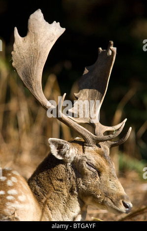 Männlich oder Buck Damwild in Ruhe Stockfoto