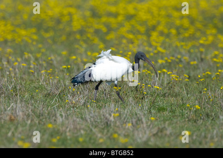 Sacred Ibis Threskiornis Aethiopicus Namaqualand Northern Cape in Südafrika Stockfoto