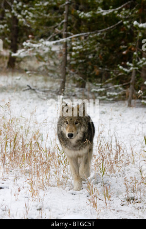 Wilde graue Wolf-ein wirklich wild (non-Captive) Wolf-Foto von der Canyon-pack Stockfoto