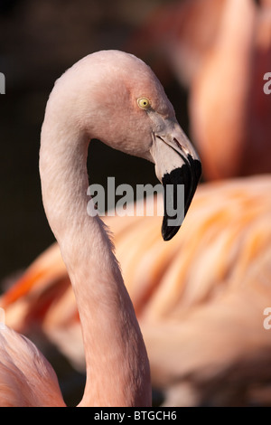 Porträt des chilenischen Flamingos (Phoenicopterus Chilensis) (captive) im Emmen Zoo Stockfoto