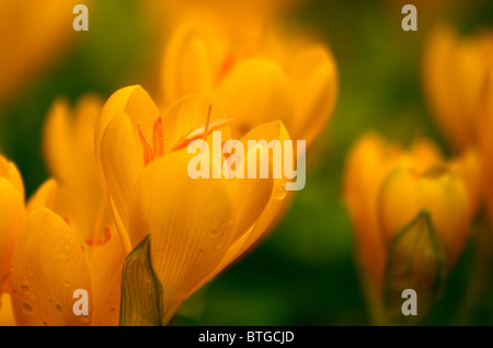 Gelbe Krokusse mit Regentropfen. Stockfoto