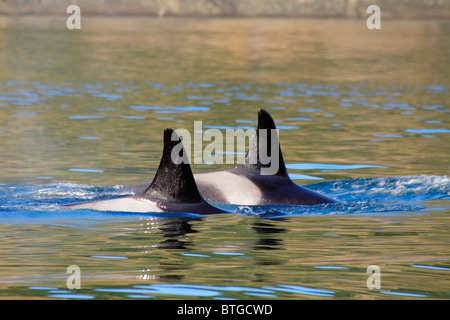 Zwei Jugendliche Orka-Killerwale in Juan de Fuca Strait-Victoria, British Columbia, Kanada. Stockfoto