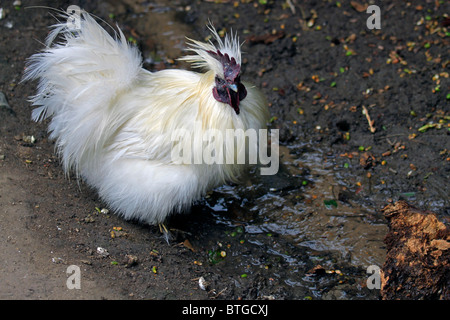 Weiß silkie bantam Huhn (Gallus gallus domesticus) in der Welt der Vögel, Hout Bay, Südafrika. Stockfoto