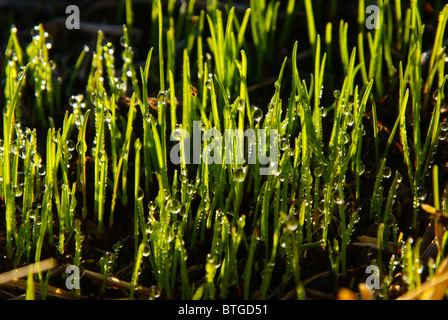 Am frühen Morgen Tautropfen auf junge Rasen Sämlinge Stockfoto