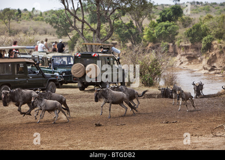 Touristen, die die Überquerung des Mara Flusses Gnus beobachten. Masai Mara National Reserve. Kenia Stockfoto