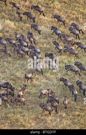 Luftaufnahme der Gnuwanderung. Bis zu 1,5 Millionen Gnus ziehen durch die Mara/Serengeti jedes Jahr. Kenia Stockfoto