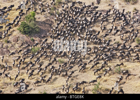 Luftaufnahme der Gnuwanderung. Bis zu 1,5 Millionen Gnus ziehen durch die Mara/Serengeti jedes Jahr. Kenia Stockfoto