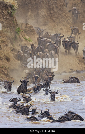 Überquerung des Mara Flusses Gnus (Connochaetes Taurinus) Stockfoto