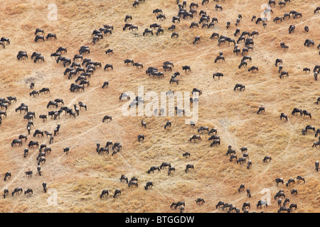 Luftaufnahme der Gnuwanderung. Bis zu 1,5 Millionen Gnus ziehen durch die Mara/Serengeti jedes Jahr. Kenia Stockfoto