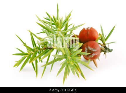 Wacholder-Zweig auf weißem Hintergrund Stockfoto