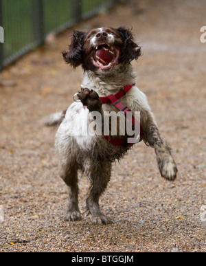 Englisch Springer Spaniel springen, um einen roten Tennisball fangen Stockfoto