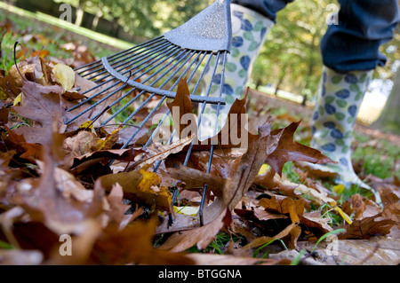 Person sammeln bis Herbst Blätter mit Garten Laubbesen Stockfoto