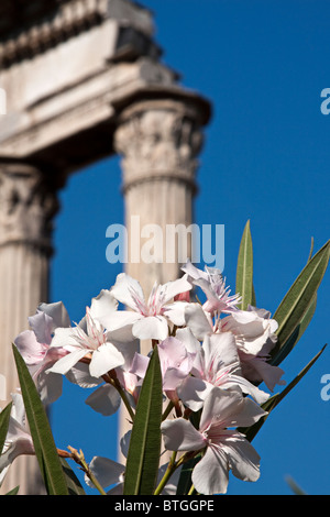 Detail der Tempel des Castor und Pollux. Beispiel für Korinth Hauptstadt. Forum Romanum, Rom Italien Stockfoto