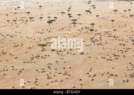 Luftaufnahme der Gnuwanderung. Bis zu 1,5 Millionen Gnus ziehen durch die Mara/Serengeti jedes Jahr. Kenia Stockfoto