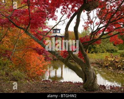 Reflexionen der Herbst Farbe in den Wassergarten unter einem Ahornbaum Landsitz Cliveden, Bucks, UK, UK Stockfoto