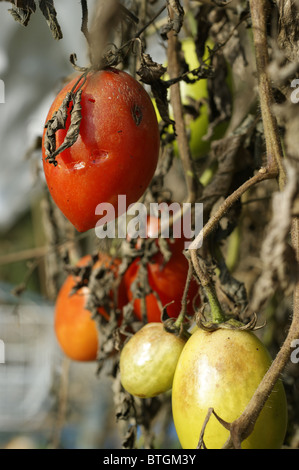 Grüne und rote Tomaten mit Tomate Feuerbrand Stockfoto
