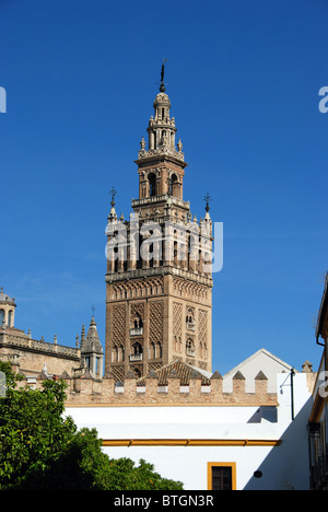 Giralda Turm von Patio de Banderas, Sevilla, Provinz Sevilla, Andalusien, Südspanien, Westeuropa gesehen. Stockfoto