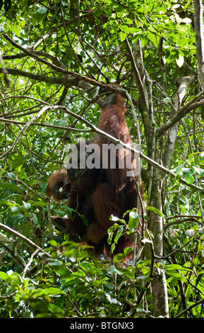 Riesigen männlichen Orang-Utan (Pongo Pygmeaus) kauen auf einem Zweig des Waldes im Semenggoh Wildlife Rehabilitation Centre in der Nähe von Kuching. Stockfoto