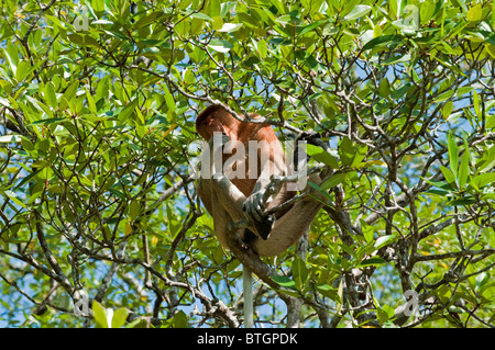 Großen männlichen Nasenaffe (Nasalis Larvatus) Essen Mangrove Blätter in einem Mangroven-Baum im Bako Nationalpark in Borneo Stockfoto