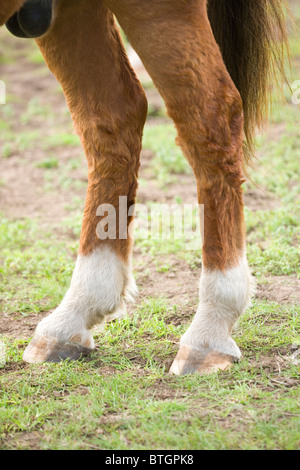 Pferd (Equus Caballus), hinteren Beine, Füße und unbeschlagenen Hufen. Stockfoto