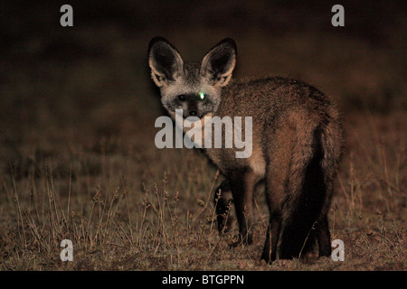 Hieb-eared Fuchs im Profil während Nachtaufnahme Stockfoto