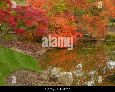 Reflexionen im Herbst Farbe in den Wassergarten unter einem Ahornbaum, Cliveden Country Estate, Bucks, UK Stockfoto