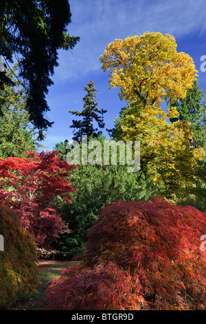 Glühlampen Herbst-Farben in der Maple-Glade - alte Westonbirt Arboretum 3 Stockfoto