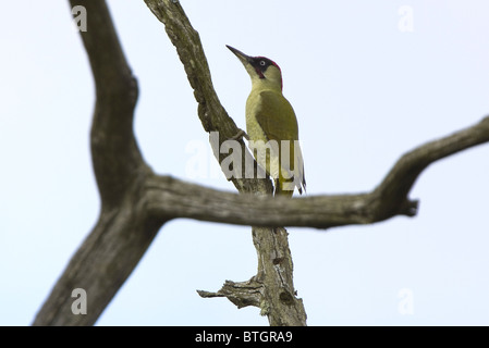 Grünspecht (Picus Viridis) in toten Ästen. Stockfoto