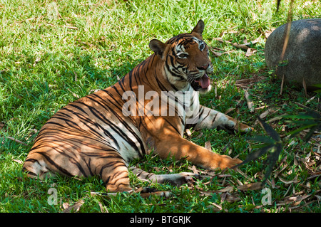 Weibliche malayischen Tiger (Panthera Tigris Malayensis) Lok Kawi Wildlife Park in Borneo Stockfoto