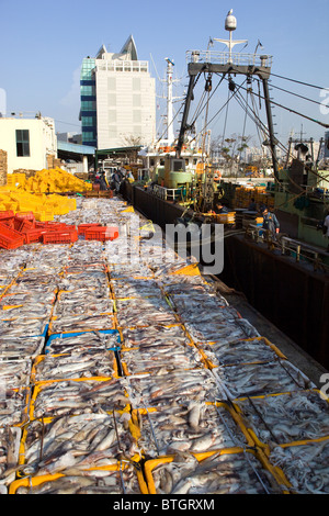 Kisten mit Tintenfisch am dock am Jagalchi Fisch Markt Busan in Südkorea Stockfoto