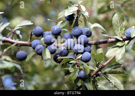 Blackthorn oder Schlehe Beeren - Prunus spinosa Stockfoto