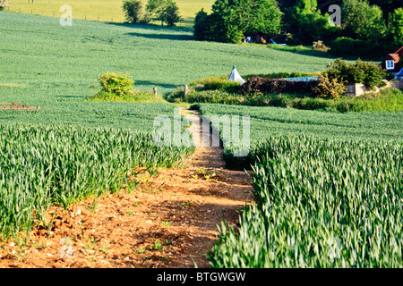 Fußweg durch ein Feld von Weizen Stockfoto