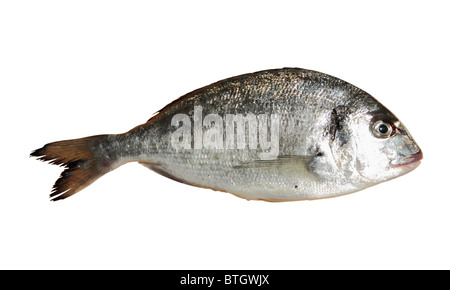 Vergoldung-Kopf Brassen Fisch (Sparus Aurata) in Kroatien Stockfoto