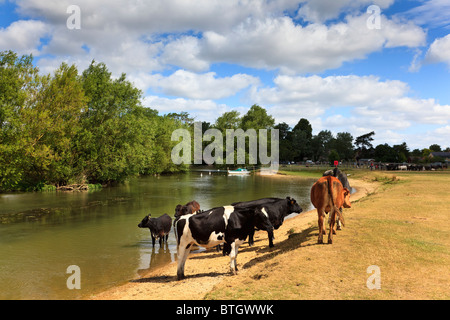 Rinder Baden in der Themse nahe Wolvercote Keep cool im heißen Sommer Sonne, Oxfordshire, Vereinigtes Königreich Stockfoto