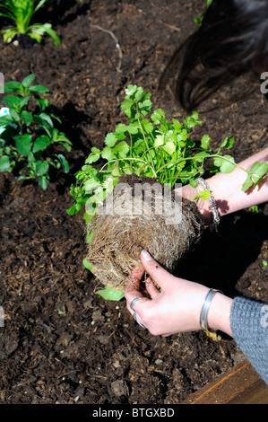 Frauenhand necken die Wurzeln eines Topfes gebunden Pflanze Stockfoto