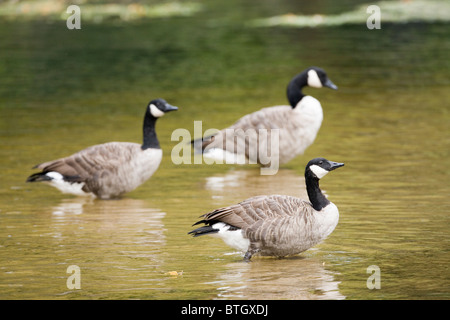 Kanada Gänse Branta Canadensis. Faulenzen, stehend und ruht im seichten Wasser des Flusses Thet, Norfolk. Stockfoto