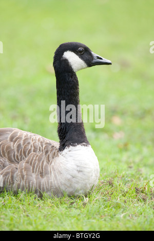 Kanadagans (Branta Canadensis). Kopf und Hals, Porträt. Stockfoto