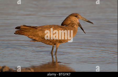 Hamerkop Aufruf an seine Gattin nicht weit davon entfernt, Kruger Park, Südafrika. Stockfoto