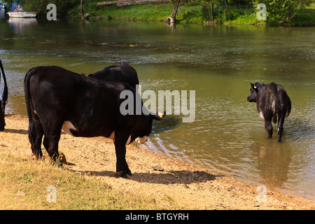 Rinder Baden in der Themse nahe Wolvercote Keep cool im heißen Sommer Sonne, Oxfordshire, Vereinigtes Königreich Stockfoto