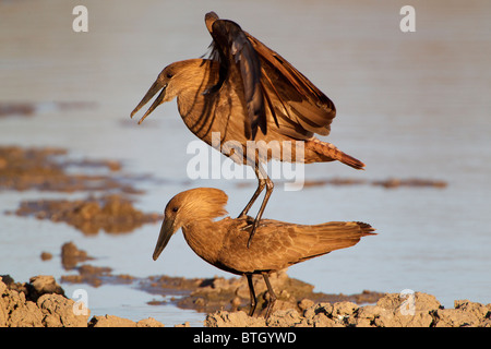 Hamerkop stapeln, Krüger Nationalpark, Südafrika. Stockfoto