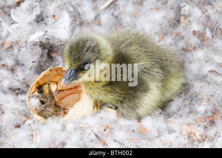 Pink-footed Gans Anser Platyrhynchus. Gosling gerade geschlüpft. Stockfoto