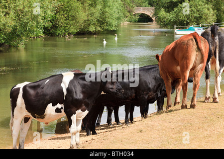 Rinder Baden in der Themse nahe Wolvercote Keep cool im heißen Sommer Sonne, Oxfordshire, Vereinigtes Königreich Stockfoto