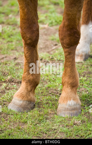 Pferd (Equus Caballus), vordere Beine, Füße und unbeschlagenen Hufen. Stockfoto