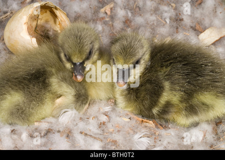 Pink-footed Gänse Anser Brachyrhynchus. Gänsel, noch von jüngsten Hatching austrocknen. Stockfoto