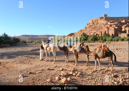 Beduinen-Mann mit seinen vier Kamelen außerhalb Ait Benhaddou eine befestigte Stadt im Süden Marokkos. Stockfoto