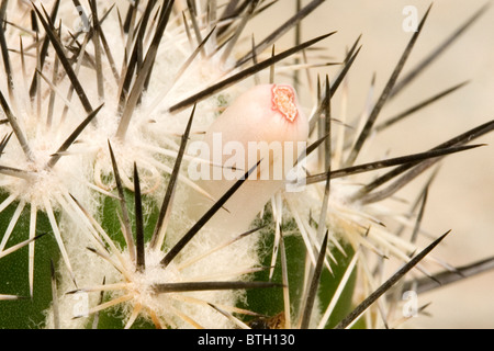 Chichuahuan Bienenstock Kaktus Wirbelsäule closeup Stockfoto